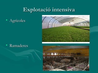 Explotació intensiva
• Agrícoles




• Ramaderes
 