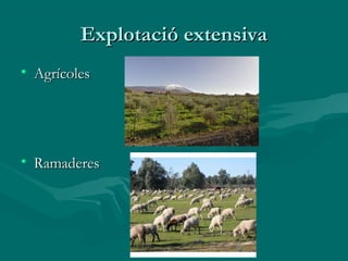 Explotació extensiva
• Agrícoles




• Ramaderes
 