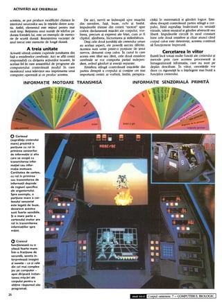 ACTIVITATI ALE CREIERULUI 
acesteia, se pot produce modific~ri chimice 1n 
interiorul neuronilor sau 1n retelele dintre ace~- 
tia. Astfel, elementul este retinut pentru mai 
mult timp. Retinerea unui nu~r de telefon pe 
durata fo~ lui, este un exemplu de memo-rie 
de scurta durata. Reamintirea vacantei de 
anul trecut este memorie de lung~ durata. 
A treia unitate 
Aceast~ ulti~ unitate cuprinde jum~tatea din 
fa~ a emisferelor cerebrale. Aici se afl~ centri 
responsabili cu dirijarea actiunilor noastre, 1n 
acela~i fel in care ansamblul de programe ale 
computerului controleaz~ modul in care 
monitorul unui televizor sau imprimanta unui 
computer opereaz~ ~i ce produc acestea. 
ci~tii In matematic~ ~i gandirii logice. Emi-sfera 
dreapt~ controleaz~ partea stang~ a cor-pului, 
fiind suprafata Ins~rcinat~ cu senzatii 
vizuale, talent muzical ~i gandire abstract:l sau 
libern. Impulsurile circul~ In mod constant 
Intre cele dou~ emisfere ~i chiar atunci cand 
corpul calos este deteriorat, acestea continu~ 
s~ functioneze Impreun~. 
Cercetarea in viitor 
Exist~ Inc~ totu~i multe functii ale creierului ~i 
metode prin care acestea proceseaz~ ~i 
Inmagazineaz~ informatia, care nu sunt pe 
deplin descifrate. jn viitor, cerce~rile vor 
duce cu siguran~ la o Intelegere mai bun~ a 
functiilor creierului. 
De aici, nervii se indreapta spre mu~chii 
din membre, fat~, buze, ochi ~i limb~. 
Impulsurile trirnise din centrii "motori" spre 
cortex declan~eaz~ mi$c~ri ale corpului, vor-birea, 
precum ~i expresii ale fetei, cum ar fi 
clipitul, zambirea, incruntarea ~i str3.mb~tura. 
De~i cele dou~ jum~tati ale creierului uman 
au acela~i aspect, ele posed:l sarcini diferite. 
Acestea sunt unite printr-o portiune de tesut 
nervos, denurnit corp calos. in cazul in care 
acesta este taiat sau rnnit, cele dou~ emisfere 
cerebrale se vor comporta partial indepen-dent, 
avand ganduri ~i emotii separate. 
Ernisfera stang~ controleaz~ mi~c~rile din 
partea dreapta a corpului ~i contirle cei mai 
importanti centri: ai vorbirii, limbii, perspica- 
INFORMATIE MOTOARE TRANSMISA INFORMATIE SENZORIALA PRIMITA 
O Cortexul 
(suprafa,a creierului 
mare) prezinta o 
po~iune cu rol in 
primirea senzorilor 
de informa,ie ~i alta 
care se ocupa cu 
transmiterea infor-ma'iei 
sau infor-ma, 
ia motoare. 
Cantitatea de cortex, 
cu rol in primirea 
sau transmiterea de 
informa,ii depinde 
de regiuni specifice 
ale organismului. 
Spre exemplu, o 
po~iune mare a cor-texului 
senzorial 
este legata de buze, 
deoarece acestea 
sunt foarte sensibile. 
$i o mare parte a 
cortexului motor are 
rol in transmiterea 
informa,iilor spre 
maini. 
O Creierul 
func,ioneaza cu o 
viteza foarte mare. 
intr-o frac,iune de 
secunda, acesta in-terpreteaza 
imagini 
~i sunete -ca ~i cele 
din cel mai complex 
joc pe computer - 
apoi dirijeaza instan-taneu 
mi~cari ale 
corpului pentru a 
ob,ine raspunsul sau 
programat. 
26 
