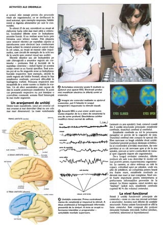 ACTIVITATI ALE CREIERULUI
O Activitatea creierului poate ti studiata cu
ajutorul unui aparat EEG. Electrozii produc
mici modificari electrice in diferi,i centri ai
creierului.
~i scrisul. Alte mesaje provin din procesele
vitale ale organismului, ce se desta~oaraIn
mod automat,spre exemplu respiratia,bataile
inimii ~i digestia alimentelor pe care le con-
sumam.
in ultimii 25 de ani, cercetatoriiau reu~itsa
elaborezeharta celei mai mari paI1ia creieru-
lui, localizand diferite zone ce Indeplinesc
anumite functii. Ei au realizat acestlucru prin
rolosirea unor tehnici variate. Prin plasarea
unor senzori electrici pe supraratacapului ~i
introducerea unor electrozi (ace conductoare
roartesubtiri) 1ncreierul animal ~iuneori chiar
1ncel uman. au reu~it sa trasezecaile impul-
surilor, carecircula de exemplu de la ochi sau
de la urechi spre centrul vizual sau auditiv.
Erectele ranirilor sau ale Indepartarii pe
cale chirurgicala a anumitor regiuni ale cor-
texului -portiunea fina ~i 1ncretita de la
supraratacreierului -indica raptul ca acestea
contin centri ce au functii specifice.insa aces-
tea pot sanu fie singurelezone ce Indeplinesc
functiile respective:Spre exemplu, ranirile In
unele regiuni ale lobilor rrontali, situati In rata
emisrerelor cerebrale, provoaca dificultati In
1ntelegereavorbirii. Persoanarespectiva este
incapabilade a emite sunetecu IntelesIn vor-
bire. Un alt erect asemanatoreste cauzat de
rani1n zonele posterioareemisrerelor.in acest
caz persoanele respective nu pot Intretine o
convorbire constanta,aceastariind 1ntrerupta
1nmai multe segmente.
Un aranjament de unitati
Dintre toate mamiferele, omul are creierul cel
mai avansat~i mat dezvoltat (de~i nu are cele
mai mari dimensiuni). La toate vertebratele
O Imagini ale creierului realizate cu ajutorul
scanerelor. pot fi folosite in scopul
inregistr3rii r3spunsului la stimulii vizuali.
O Aceast3 EEG a unui creier arat3 succe-
siunea etapelor de la o stare de con~tien,3 la
una de somn profund. Deschiderea ochilor
modific3 ritmul normal de odihn3.
relaxat, ochii inchi~i
~
treaz ~ ..~~ ~ (animale cu ~ira spina:rii), Insa:, creierul consta:
~-,..;..'" -~ ~ -.T T .din 3 unitlti structurale principale: emisferele
cerebrale, trunchiul cerebral ~i cerebelul.
relaxat Emisferele cerebrale au rol In procesarea
J mesajelor ce provin de la organele de simt.
Trunchiul cerebral este compus In special din
5omn~lent ,A AA A.I ,.~ LA,.. fibre nervoase.ce leag~ c~lelalt~ doua: u.~ita:ti.
~.r~ yvr--~" r J Cerebelul prezmta: portlurn destinate echlhbru-
lui ~i coordona:rii activita:tii musculare, dar este
5om~e5~. -..J.. .~ J. preva:zut ~i cu ca:i nervoase spre ~i de la ~ira
~ .'Y' /'JV' ~ spina:rii, precum ~i nervi conduca:tori de mesa-
je spre organele majore ale organismului.
5omnadinc De~a lungul evolutiei creierului, diferite
~ ~~~~- poI:tiuni .al.e sale s-au dez,:,ol~t In mod~l cel
mal potnvlt pentru supravletulfea orgarnsmu-
lui. La oameni, ai ca:ror strnmo~i au tra:it In
copaci, coborand apoi pe pa:mant, unde era
ochide5chi~i plin de prnda:tori, iar competitia pentru hrana:
...i!.I A.l. .. ..j~IAiJ~ill era foarte mare, emisferele cerebrale au
~~y .-!'ml...'1Tr,.~' t devenit mai mari ~i mai complexe, fiind cen~
tri foarte importanti pentru interpretarea ~i
prelucrarea informatiilor provenite de la
simturi. La Homo sapiens, omul modem sau
"lntelept" (adica: noi), emisferele cerebrile
cuprind 80 % din volumul creierului.
La nivel func,ional
Exista: 3 unita:ti functionale principale ale
creierului -zone cu cea mai intensa: activitate
a neuronilor. Acestea sunt diferite deunita:tile
structurale. Prima unitate functionala: se afla:la
baza creierului. Este compusa: din portiuni
denumite formatia reticulata:, bulbul rahidian,
cerebelul, talamusul ~i hipotalamusul.
O Unitaile creierului. Prima controleaza
starea de con~tiena ~i raspunsul la stimuli. A
doua analizeaza ~i inmagazineaza informaia
provenita de la simuri. A treia se ocupa cu
formarea inteniilor ~i programelor -
activitaile mentale superioare.
 