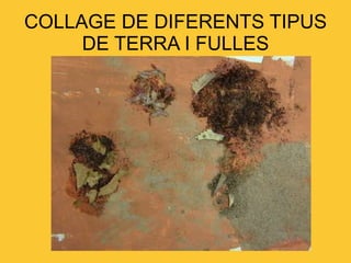 COLLAGE DE DIFERENTS TIPUS DE TERRA I FULLES 