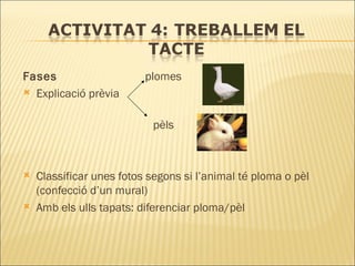 Fases  plomes Explicació prèvia   pèls Classificar unes fotos segons si l’animal té ploma o pèl (confecció d’un mural) Amb els ulls tapats: diferenciar ploma/pèl 