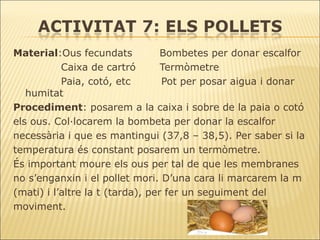 Material :Ous fecundats  Bombetes per donar escalfor Caixa de cartró  Termòmetre Paia, cotó, etc  Pot per posar aigua i donar humitat Procediment : posarem a la caixa i sobre de la paia o cotó els ous. Col·locarem la bombeta per donar la escalfor necessària i que es mantingui (37,8 – 38,5). Per saber si la temperatura és constant posarem un termòmetre. És important moure els ous per tal de que les membranes no s’enganxin i el pollet mori. D’una cara li marcarem la m (mati) i l’altre la t (tarda), per fer un seguiment del moviment. 
