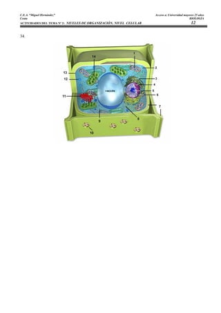 C.E.A. “Miguel Hernández”                                           Acceso a: Universidad mayores 25 años
Ceuta                                                                                         BIOLOGÍA
ACTIVIDADES DEL TEMA Nº 2: NIVELES DE ORGANIZACIÓN. NIVEL CELULAR                              12

34.
 