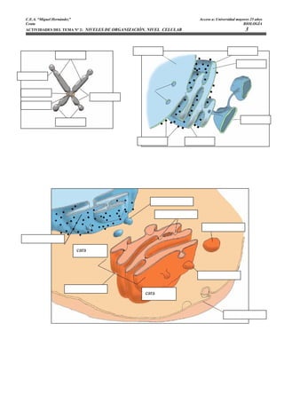 C.E.A. “Miguel Hernández”                                           Acceso a: Universidad mayores 25 años
Ceuta                                                                                         BIOLOGÍA
ACTIVIDADES DEL TEMA Nº 2: NIVELES DE ORGANIZACIÓN. NIVEL CELULAR                              3




                            cara




                                                 cara
 
