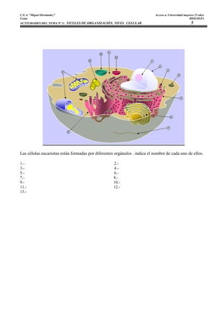 C.E.A. “Miguel Hernández”                                                   Acceso a: Universidad mayores 25 años
Ceuta                                                                                                 BIOLOGÍA
ACTIVIDADES DEL TEMA Nº 2: NIVELES DE ORGANIZACIÓN. NIVEL CELULAR                                      5




Las células eucariotas están formadas por diferentes orgánulos . indica el nombre de cada uno de ellos.

1.-                                                 2.-
3.-                                                 4.-
5.-                                                 6.-
7.-                                                 8.-
9.-                                                 10.-
11.-                                                12.-
13.-
 