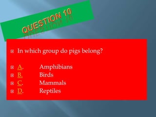    In which group do pigs belong?

   A.     Amphibians
   B.     Birds
   C.     Mammals
   D.     Reptiles
 
