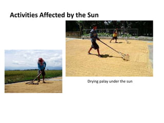 Activities Affected by the Sun
Drying palay under the sun
 