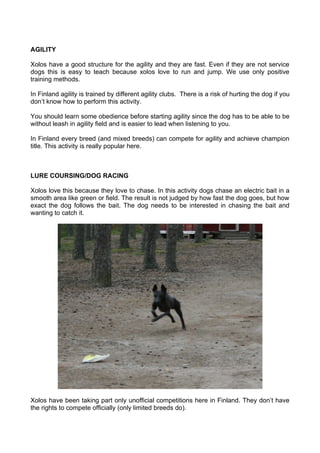 xoloitzcuintli craigslist