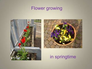 Flower growing
in springtime
 