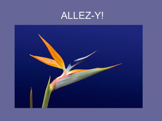 ALLEZ-Y!

 
