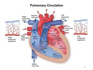 Pulmonary Circulation
10
Left
Right
pulmonary
veins
Right
pulmonary
artery
Left
pulmonary
artery
Left
pulmonary
capillaries
Right
pulmonary
capillaries
 