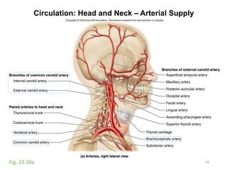 Circulation: Head and Neck – Arterial Supply
14Fig. 23.10a
 