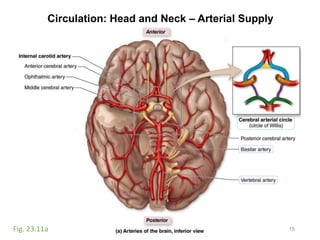 Circulation: Head and Neck – Arterial Supply
15Fig. 23.11a
 