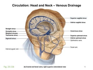 Circulation: Head and Neck – Venous Drainage
16Fig. 23.11b
 