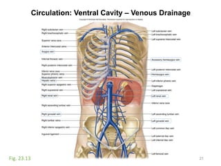 Circulation: Ventral Cavity – Venous Drainage
21Fig. 23.13
 