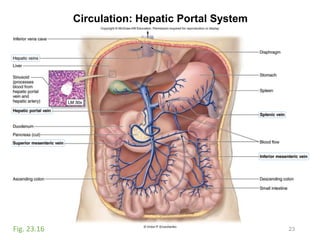 Circulation: Hepatic Portal System
23Fig. 23.16
 