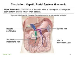 Circulation: Hepatic Portal System Mnemonic
24Table 23.3
Visual Mnemonic: The location of the main veins of the hepatic portal system
seem to form a visual “chair” when isolated.
 