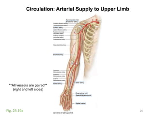 Circulation: Arterial Supply to Upper Limb
25Fig. 23.19a
**All vessels are paired**
(right and left sides)
 