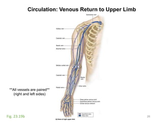Circulation: Venous Return to Upper Limb
26Fig. 23.19b
**All vessels are paired**
(right and left sides)
 