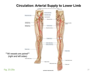 Circulation: Arterial Supply to Lower Limb
27Fig. 23.20a
**All vessels are paired**
(right and left sides)
 