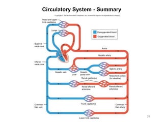 Circulatory System - Summary
29
 