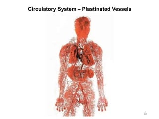Circulatory System – Plastinated Vessels
30
 