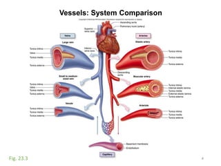 Vessels: System Comparison
4Fig. 23.3
 