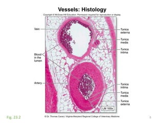 Vessels: Histology
5Fig. 23.2
 