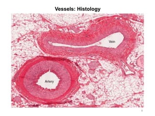 Vessels: Histology
6
 