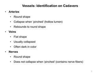 Vessels: Identification on Cadavers
7
• Arteries
• Round shape
• Collapse when ‘pinched’ (hollow lumen)
• Rebounds to round shape
• Veins
• Flat shape
• Usually collapsed
• Often dark in color
• Nerves
• Round shape
• Does not collapse when ‘pinched’ (contains nerve fibers)
 