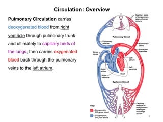 Circulation: Overview
8
Pulmonary Circulation carries
deoxygenated blood from right
ventricle through pulmonary trunk
and ultimately to capillary beds of
the lungs, then carries oxygenated
blood back through the pulmonary
veins to the left atrium.
 