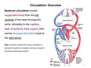 Circulation: Overview
9
Systemic circulation carries
oxygenated blood from the left
ventricle of the heart through the
aorta, ultimately to the capillary
beds of systemic body organs, then
carries deoxygenated blood back to
the right atrium
Note: Coronary arterial and venous circulation is
also part of systemic circulation and was covered in
the previous laboratory activity.
 