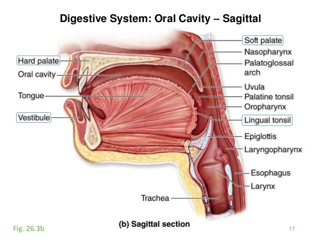 Activity 11-respiratory-digestive diagram of the lower esophageal sphincter 