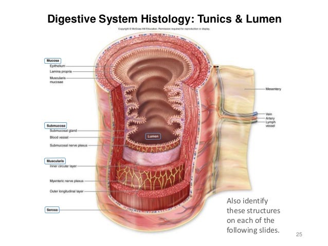anatomy and physiology lumen learning anatomy and physiology lumen learning
