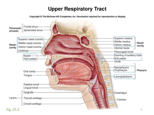 Activity 11-respiratory-digestive