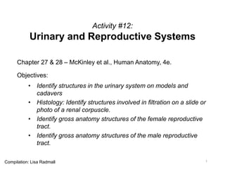 Activity #12:
Urinary and Reproductive Systems
Chapter 27 & 28 – McKinley et al., Human Anatomy, 4e.
Objectives:
• Identify structures in the urinary system on models and
cadavers
• Histology: Identify structures involved in filtration on a slide or
photo of a renal corpuscle.
• Identify gross anatomy structures of the female reproductive
tract.
• Identify gross anatomy structures of the male reproductive
tract.
1Compilation: Lisa Radmall
 