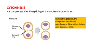 Activity-2-Cell-Divisioooooooooooon.pptx