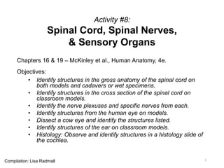 Activity #8:
Spinal Cord, Spinal Nerves,
& Sensory Organs
Chapters 16 & 19 – McKinley et al., Human Anatomy, 4e.
Objectives:
• Identify structures in the gross anatomy of the spinal cord on
both models and cadavers or wet specimens.
• Identify structures in the cross section of the spinal cord on
classroom models.
• Identify the nerve plexuses and specific nerves from each.
• Identify structures from the human eye on models.
• Dissect a cow eye and identify the structures listed.
• Identify structures of the ear on classroom models.
• Histology: Observe and identify structures in a histology slide of
the cochlea.
1Compilation: Lisa Radmall
 