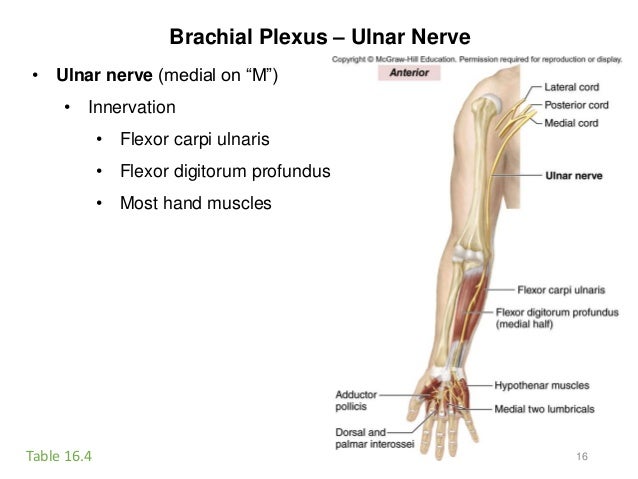 Fds And Fdp Nerve Innervation : Tendon Transfers for Median Nerve Palsy