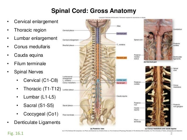 Activity 8-spinal cord-eye-ear-2