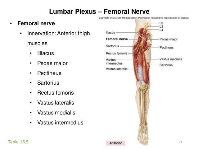 Activity 8-spinal cord-eye-ear-2