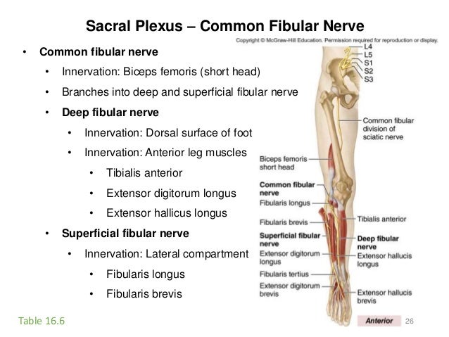 Activity 8-spinal cord-eye-ear-2