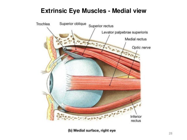 Activity 8-spinal cord-eye-ear-2