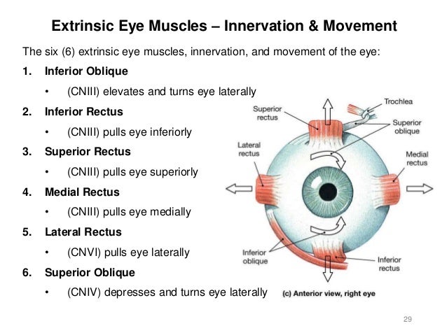 Activity 8-spinal cord-eye-ear-2