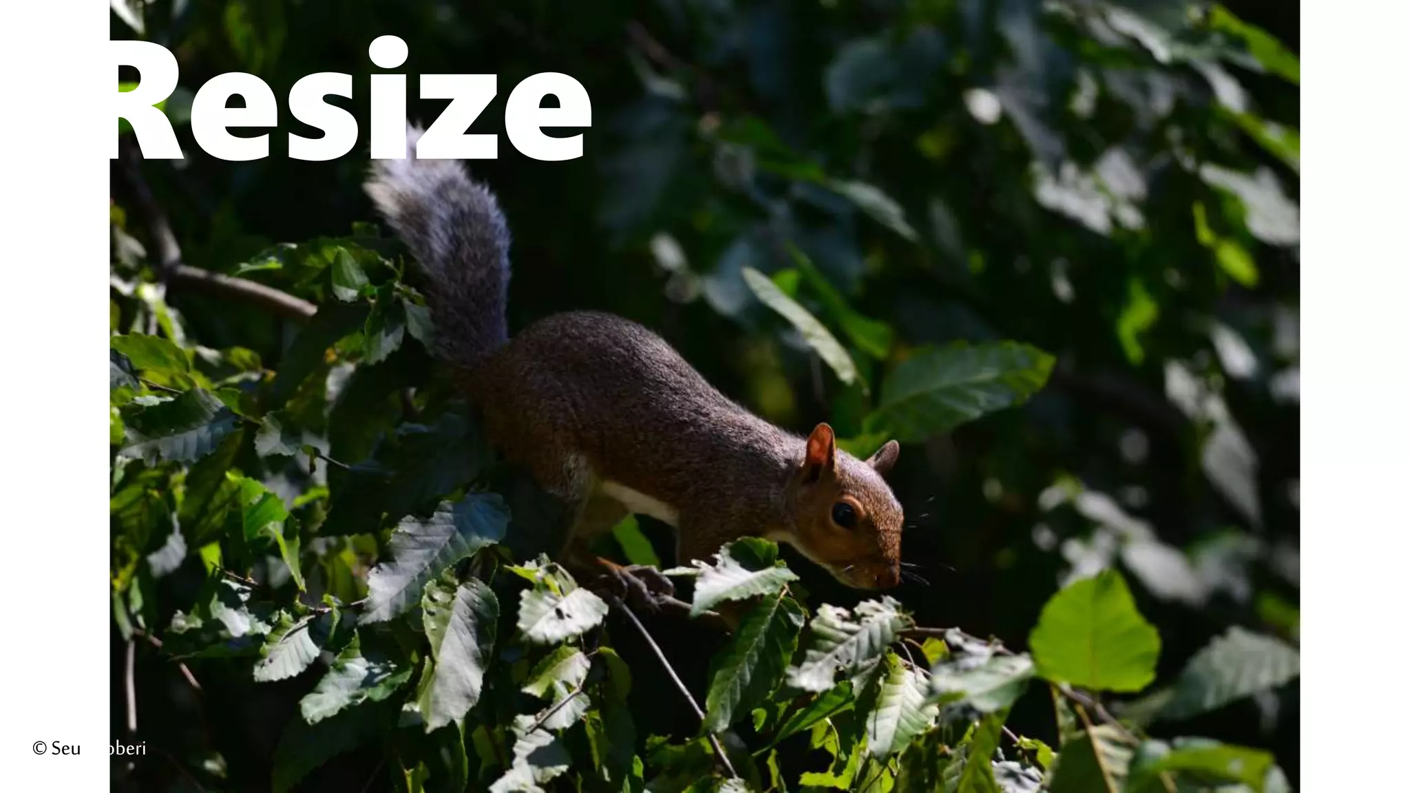 Resize
©Seutoroberi