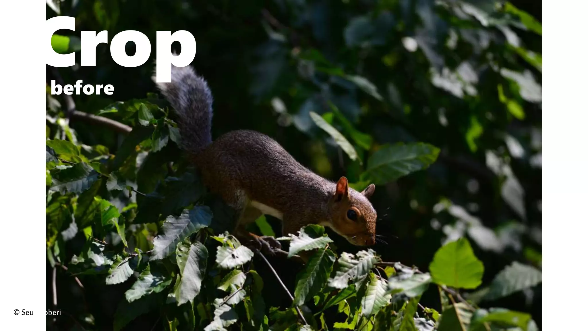 Cropbefore
©Seutoroberi