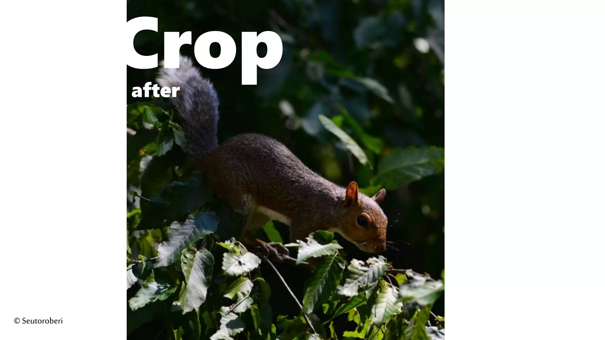 Cropafter
©Seutoroberi