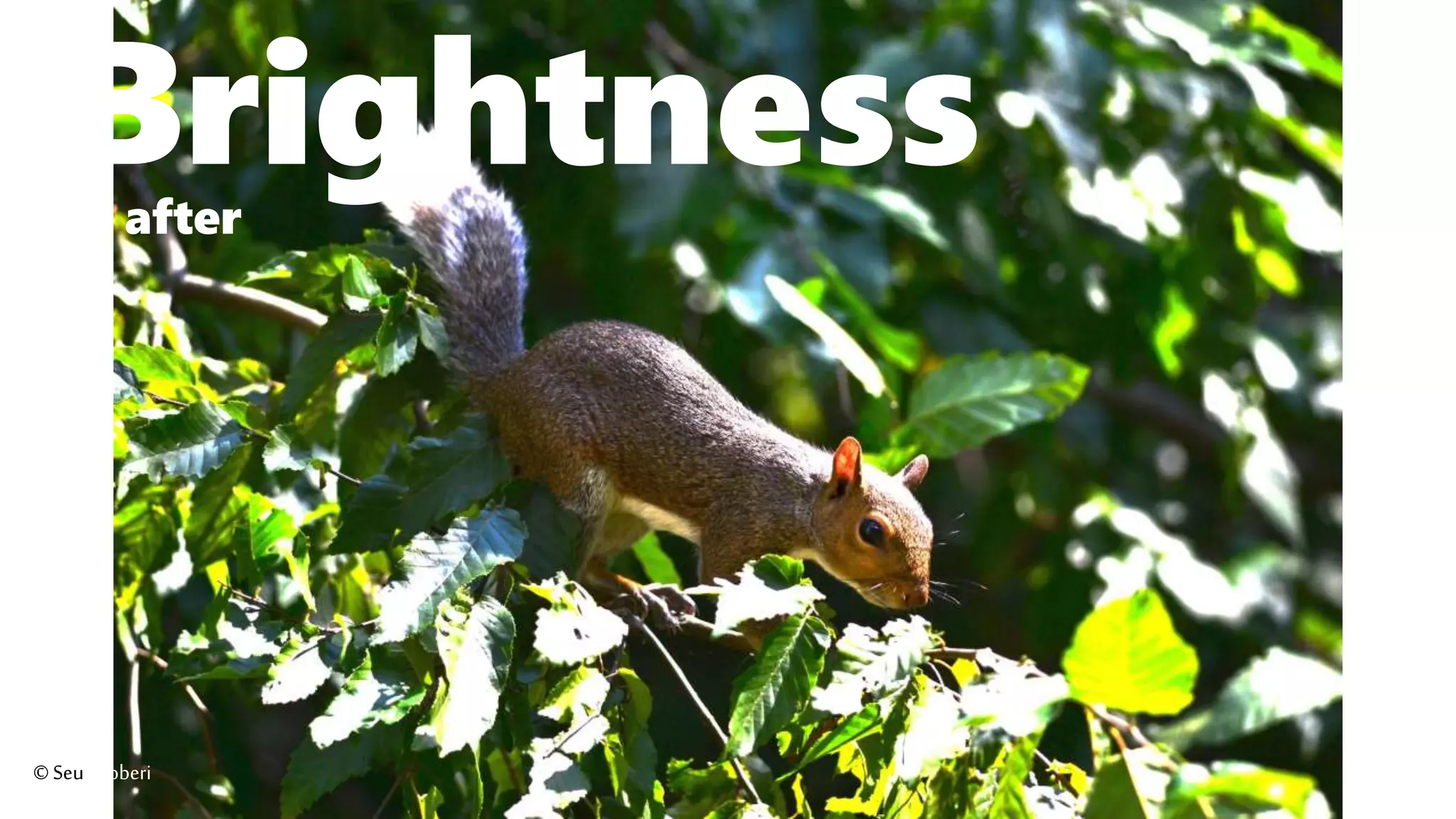 Brightnessafter
©Seutoroberi