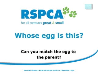 Whose egg is this? Can you match the egg to  the parent? H ELPING ANIMALS •  E NLIGHTENING PEOPLE •  C HANGING LIVES 